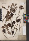 Foto von Salix aurita L. x Salix caprea L.